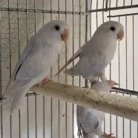 برزیلی|پرنده|تهران, شهرک استقلال|دیوار