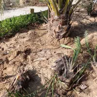 برداشتن پاجوش نخل در ازای تمیز کردن نخل|خدمات باغبانی و درختکاری|بوشهر, |دیوار