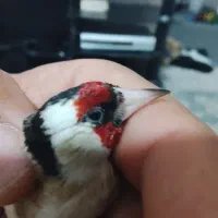 سهره خوبو|پرنده|مرودشت, استادیوم‎|دیوار