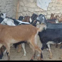 ۳۲راس بز جوان داشتی و گوشتی|حیوانات مزرعه|علامرودشت, |دیوار