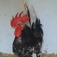 مرغ و خروس