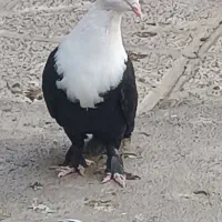 چهارتا کلاغ سه تا نر یکی ماده