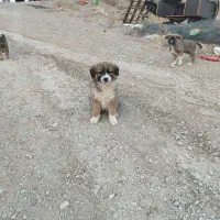 سگ نژاد محلی|سگ|پردیس, فاز ۸|دیوار