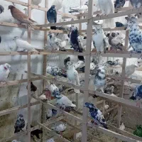 کبوتر فروشی ۱۵۰ طوق|پرنده|کرج, احدآباد|دیوار