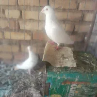 جفت دم زرد معامله مکنم