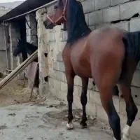 اسب فروشی
