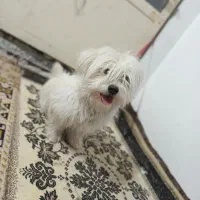 فوروش سگ شیتزو