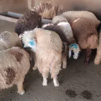 بره نر قلمی