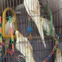 عروس دستی .حرف میزند