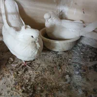 کبوتر نوک قنار اصل|پرنده|تهران, توحید|دیوار