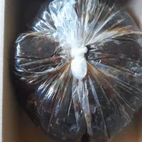 خرما