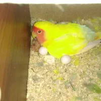 جفت کوتوله دستی|پرنده|فسا, |دیوار