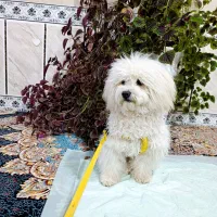 شیتزو ۹ ماهه|سگ|شیراز, کوشک میدان|دیوار