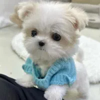 توله سگ نژاد میکس پامرین و مالتیز