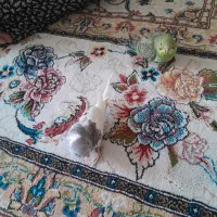 مرغ عشق|پرنده|آبدانان, |دیوار