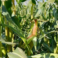 ذرت علوفه ای سیلو شده|عمدهفروشی|لاجان, |دیوار