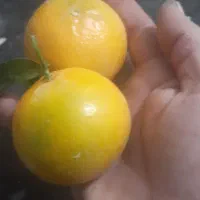 باسلام مقداری نارنگی خارودرشت ابدارهست برافروش