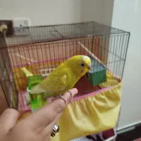 فروش مرغ عشق