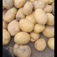 سیب زمینی خیراباد بدون کود