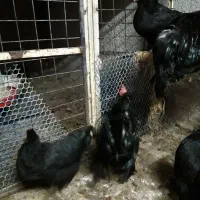 مرغ وخروس مرندی نیمچه مرندی گلپایگانی