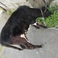 دو عدد لیشه یا گاو ماده دورگ دست پا بلند