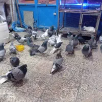 کبوتر پر همه رنگ درجه یک|پرنده|شهرکرد, |دیوار