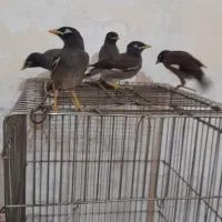 جوجه مینا