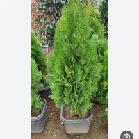 باغبانی صفرتاصد|خدمات باغبانی و درختکاری|گنبد کاووس, |دیوار