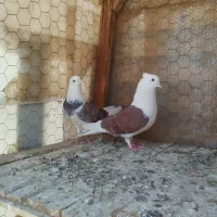 کبوتر پرشی