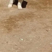 یک جفت توله قدر جونی