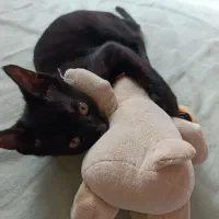 واگذاری بچه گربه رشت و انزلی