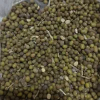 فروش انواع بذر یونجه پیاز باقله نخود فرنگی غصب|خدمات باغبانی و درختکاری|داراب, |دیوار