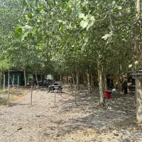 زندگی بین درخت وآب