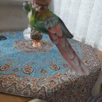 طوطی گیرینچیک یلوساید