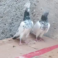 تعدادکبوتر سبز و دوتا شیخ پاکستانی|پرنده|خورموج, |دیوار