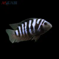 ماهی مولی وفلاور|ماهی|اهواز, شهرک برق|دیوار