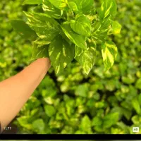 عرضه گل وگیاه آپارتمانی ویزیت درمنزل ومشاوره|گل و گیاه طبیعی|کاشان, ولیعصر|دیوار