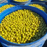 پخش زیتون رودبار و طارم|عمده‌فروشی|رودبار, |دیوار