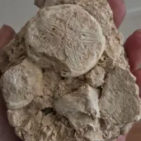 چند نمونه فسیل فوق کلکسیونی