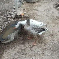 دوتا غاز محلی سالم|حیوانات مزرعه|کلاله, |دیوار