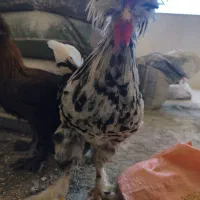 مرغ و خروس سلطان