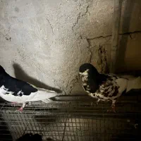 چند عدد کبوتر سیاه صبر و خوشرنگ یالی|پرنده|آبپخش, |دیوار