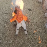 بز پاکستانی اصل با کهره|حیوانات مزرعه|هنزا, |دیوار