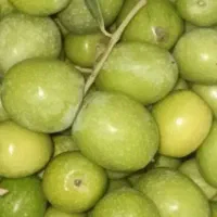زیتون شوری