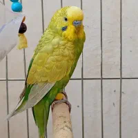 مرغ عشق