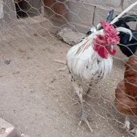 تخم مرغ نطفه دار