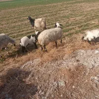 یک جفت میش بره دار جوان بره ها شیر مست فروش فوری