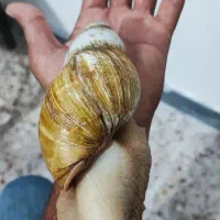 واگذاری تعدادی حلزون چاباتای|خزنده|قشم, |دیوار