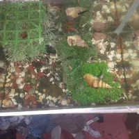 آکواریوم خم