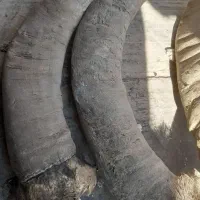 شاخ گاومیش برای چاقو سازا|کلکسیون اشیاء عتیقه|همدان, |دیوار